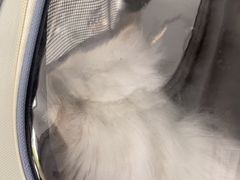 -四月宠物医院·猫专科·心脏专科·内科(转塘店)