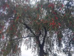 -东莞植物园