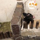 这是一家可以带孩子去参观的室内动物园