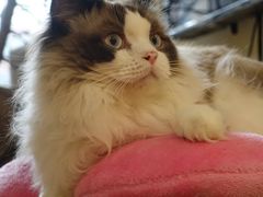 -滚猫咖啡·猫咖·猫友好撸猫(未来城店)