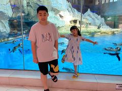 -帝企鹅自助餐厅•儿童岛•真企鹅(长隆企鹅酒店)