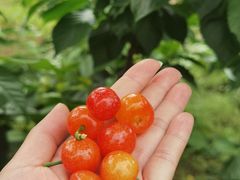 -樱桃山旅游景区