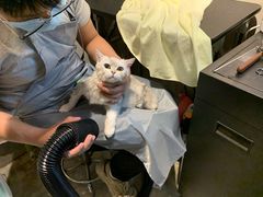 -PETKIT小佩宠物·低压洗护(国顺东路店)