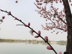 -大兴滨河森林公园