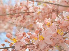 -深圳国际园林花卉博览园