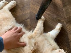 -蓝鲸·缅因猫舍