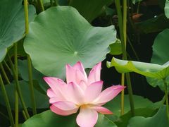 -荔湾湖公园