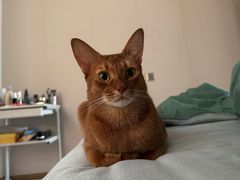 -宠爱国际动物医院·消化内科·心肾内科·ISFM猫友好(望京店)