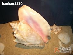 -亚龙湾中心广场·贝壳馆