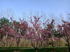 -合肥滨湖国家森林公园