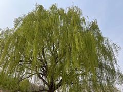 -北京西山国家森林公园