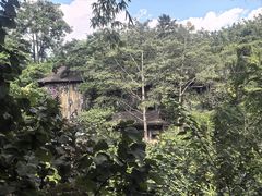 -西双版纳原始森林公园