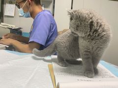 -半岛宠物医院24小时(科华中路店)