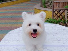 -翊宠yipet猫狗购宠庄园犬舍•猫舍