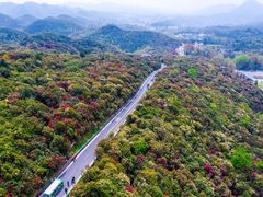 -贵州百里杜鹃风景名胜区
