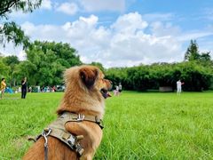 -上海共青森林公园