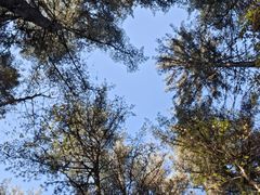 -五营红松林海景区