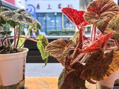 -1861意大利餐厅(文化广场店)