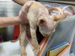 -伟伟宠物医院·CT影像中心·瑞派犬猫综合性门诊(汉口总院)