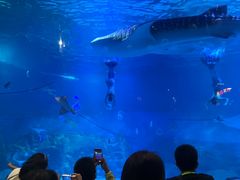 -烟台海昌鲸鲨海洋公园