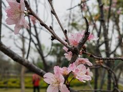 -王借岗森林公园