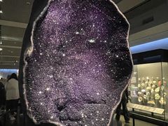 -美国自然历史博物馆