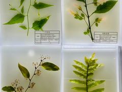 -广东中医药博物馆