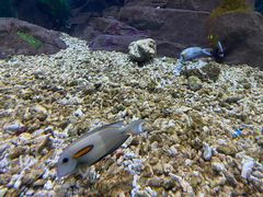 -贝林大翅鲸简餐厅(国家海洋博物馆店)