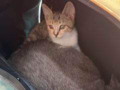 -佳雯宠物医院·皮肤科·内外科(春晓路分院)