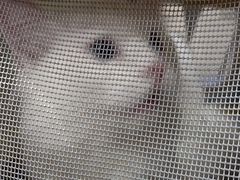 -安安宠医·普外科·内科·心超(佛山同济分院)