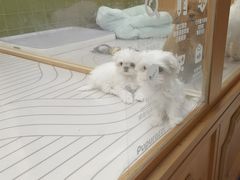 -帕帕拉兹宠物(亚洲旗舰店)