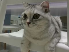 -喵的天空名猫咖啡馆·撸猫·猫舍·用品