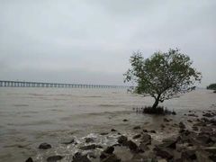 -宝安西湾红树林湿地公园