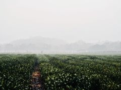 -中国茶叶博物馆(双峰馆区)