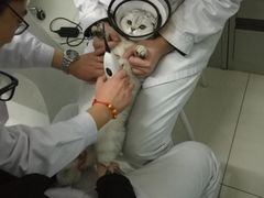 -中农大我爱我爱24h动物医院·中医针灸·猫专科·骨科医疗中心(双井店)