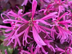 -家烧面馆【南山路知名经典面食】