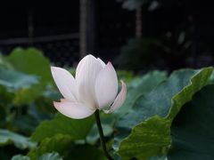 -宝光寺