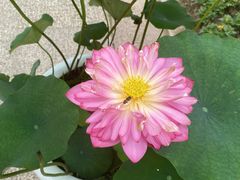 -扬大康源乳业鲜奶吧(大学北路店)