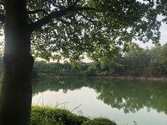 -王借岗森林公园