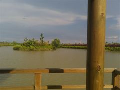 -大湾区中央湿地公园