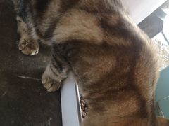 -喵屿·大理花园猫咖