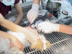 -北京恒爱动物医院(清景园分院)