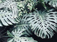 -北马山庄植趣咖啡