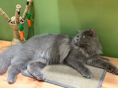 -猫亿天猫咖