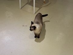 -藏猫猫咖啡主题馆(中央大道店)