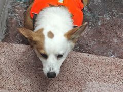 -帕帕拉兹宠物(亚洲旗舰店)