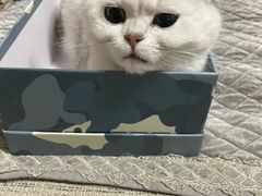 -宠颐生宠物医院·异宠猫科内科·诊疗中心宠巢店