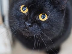 -李小姐の猫咖啡馆(五角场店)