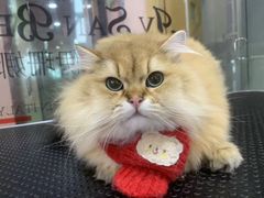 -车接车送·寄养洗护·德文猫舍(大宁店)