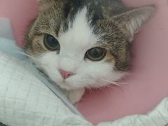 -汪喵宠物医院·骨科心脏影像·犬猫急重症ICU诊疗中心(成华分院)